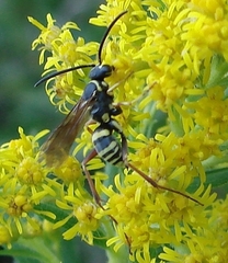 Ceropales maculata
