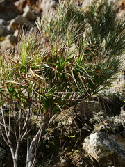 Dracophyllum arboreum
