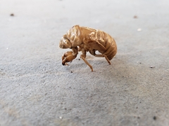 Neotibicen canicularis