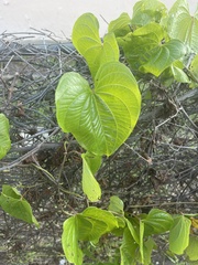 Dioscorea bulbifera