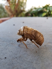 Neotibicen canicularis