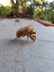 Neotibicen canicularis