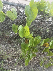 Dioscorea bulbifera
