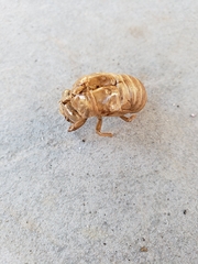 Neotibicen canicularis