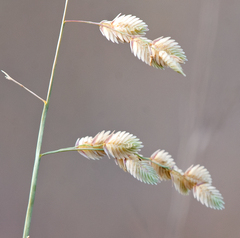 Eragrostis superba