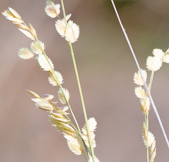 Eragrostis superba