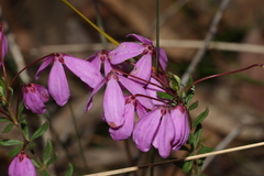 Tetratheca bauerifolia
