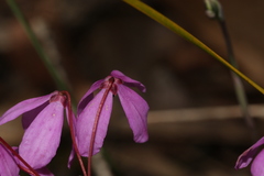 Tetratheca bauerifolia