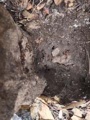 Camponotus semitestaceus