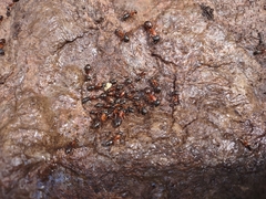 Camponotus semitestaceus