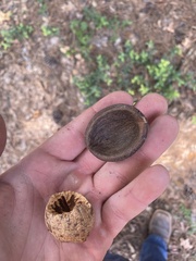 Carya texana