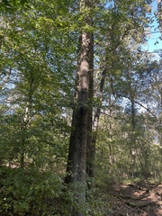 Quercus palustris