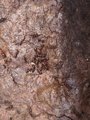 Camponotus semitestaceus