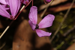 Tetratheca bauerifolia