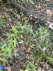 Quercus palustris