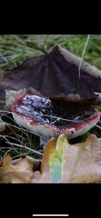 Russula