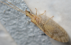 Hemerobius humulinus