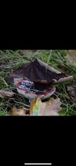 Russula