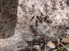 Camponotus semitestaceus