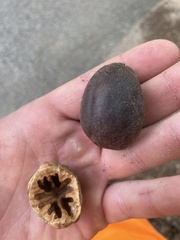 Carya texana