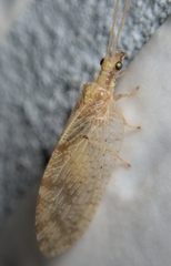 Hemerobius humulinus