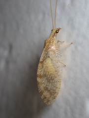 Hemerobius humulinus