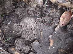 Camponotus semitestaceus