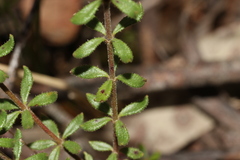 Tetratheca bauerifolia