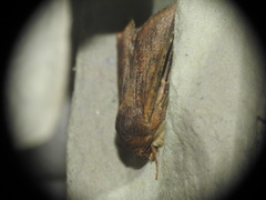 Helicoverpa armigera