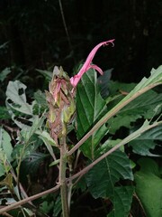 Justicia carnea