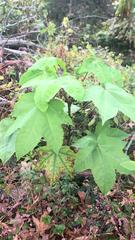 Kalopanax septemlobus