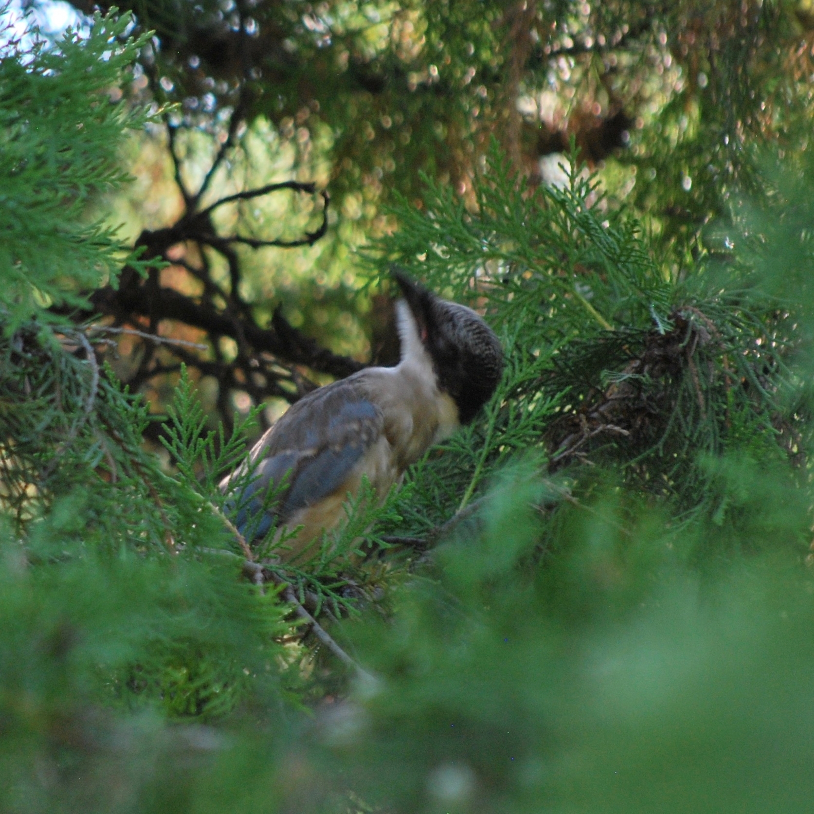 Azure-winged Magpie