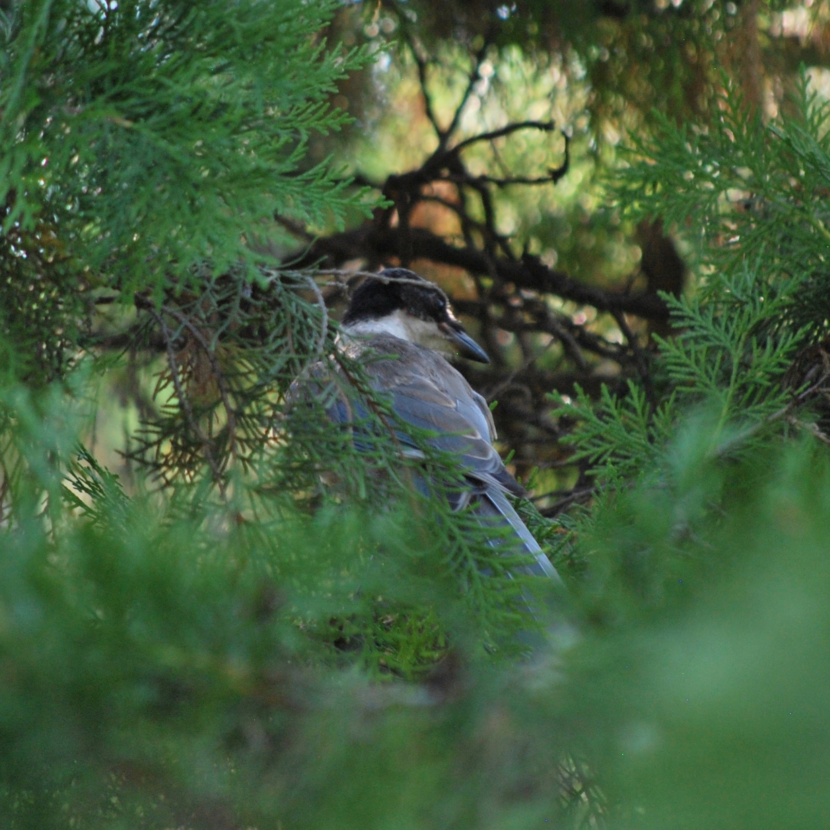 Azure-winged Magpie