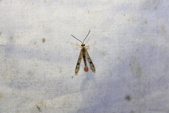 Synanthedon acerni