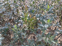 Salix cordata