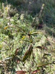 Hypericum prolificum