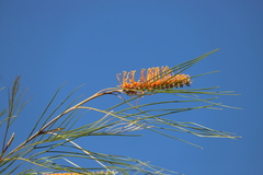 Grevillea pteridifolia