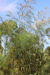 Grevillea pteridifolia