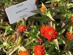 Zinnia marylandica