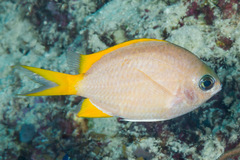 Chromis analis