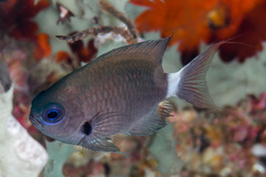 Pycnochromis delta