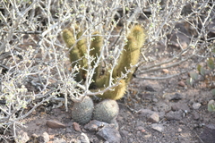 Bergerocactus emoryi