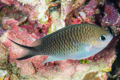 Chromis ternatensis