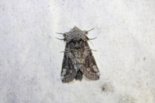 Oblique Heterocampa Moth photo 3