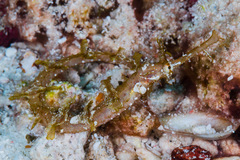 Halicampus macrorhynchus