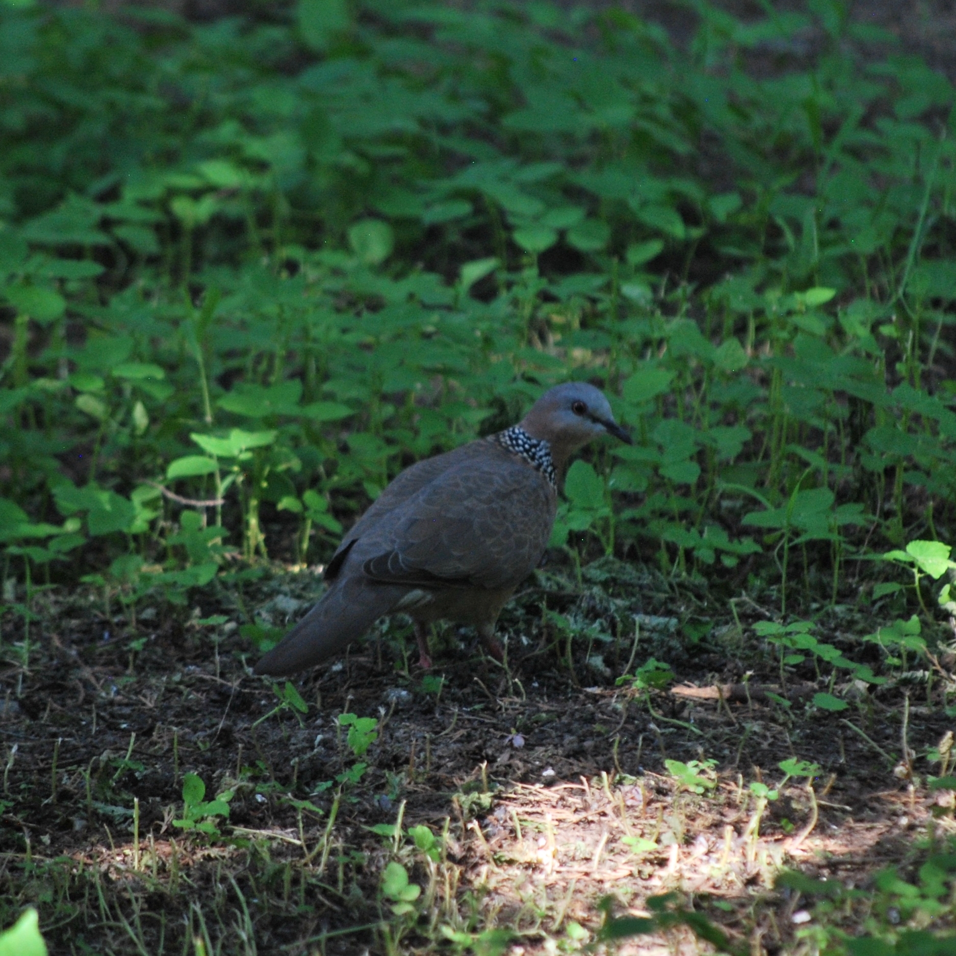 Spotted Dove