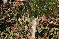 Gomphocerus sibiricus