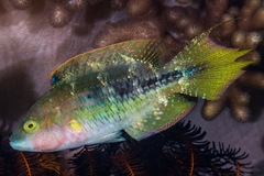 Oxycheilinus bimaculatus