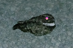 Phalaenoptilus nuttallii