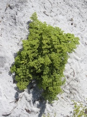 Paronychia chartacea